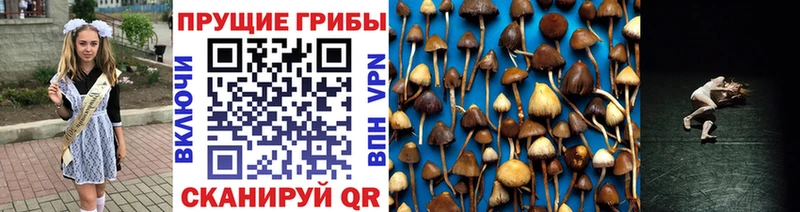 закладки  Ярцево  блэк спрут как войти  Псилоцибиновые грибы MAGIC MUSHROOMS 